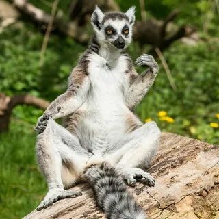 Happy animals
