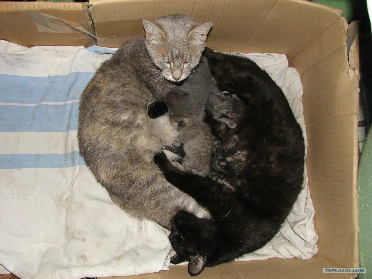 Кошка окотилась. Кошка родила котят во сне. Приснилось что родила котенка.