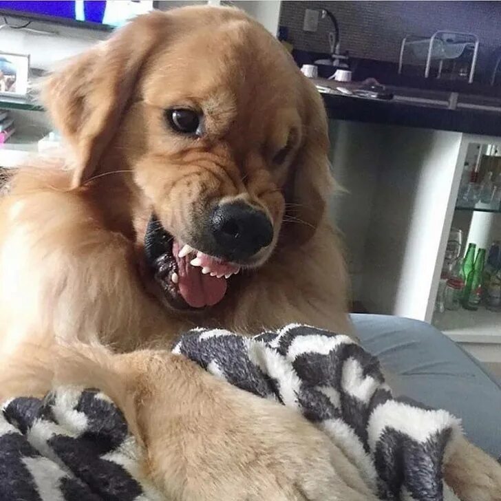 Золотистый ретривер смешной. Домашние животные для квартиры. Покажи самую хорошую собаку. Покажи самую хорошую собаку. Датский дог гибсон.