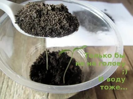 Когда можно подсыпать рассаду помидор