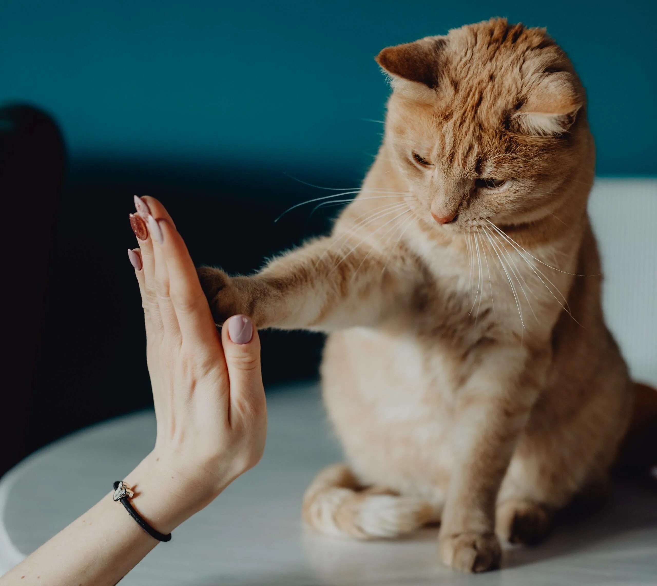 Воспитание кошки. Дрессировка кошек. Дрессированный кот. Воспитанная кошка.