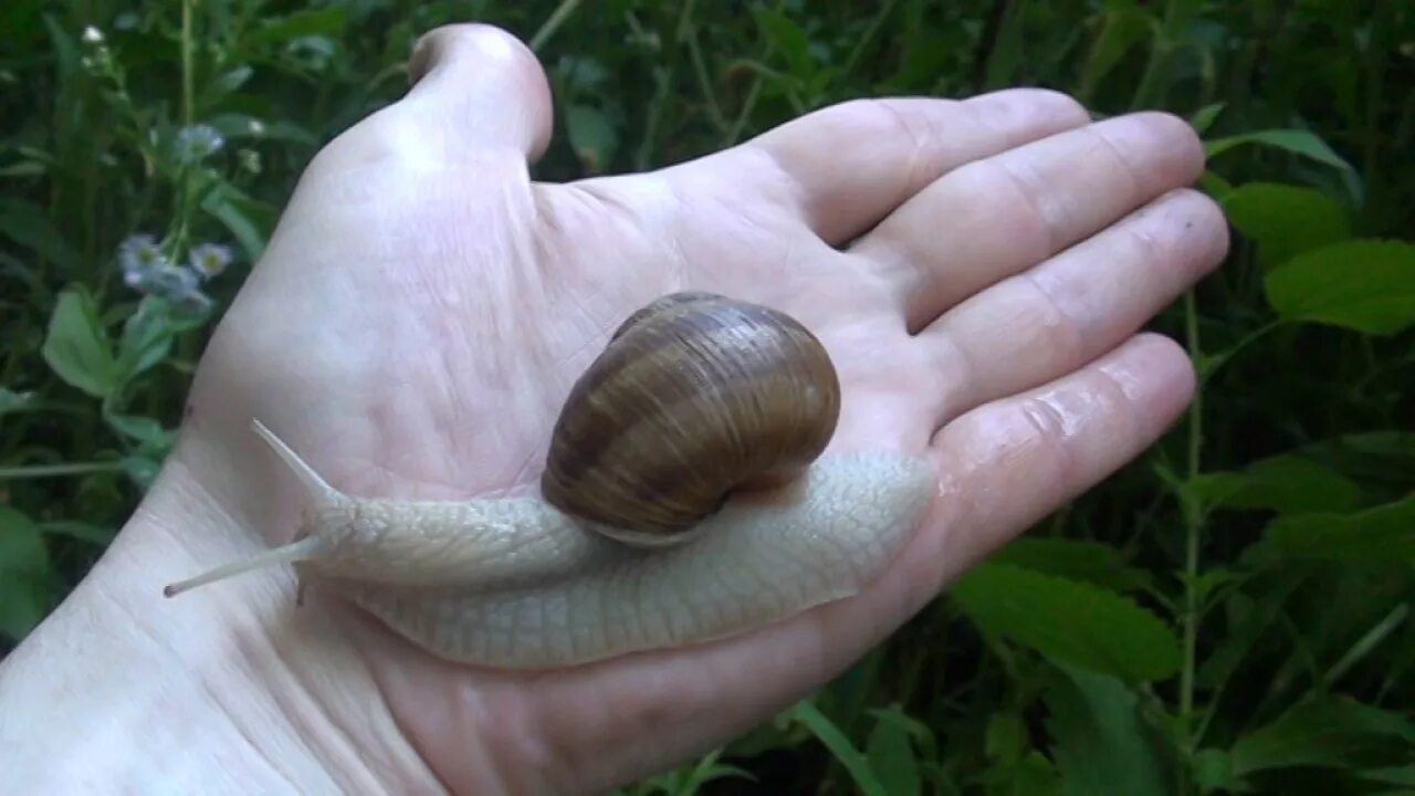 Сколько живут виноградные улитки. Helix pomatia Виноградная улитка. Хеликс поматиа улитки. Садовая, улитка (Helix pomatia).. Ареал обитания виноградной улитки.