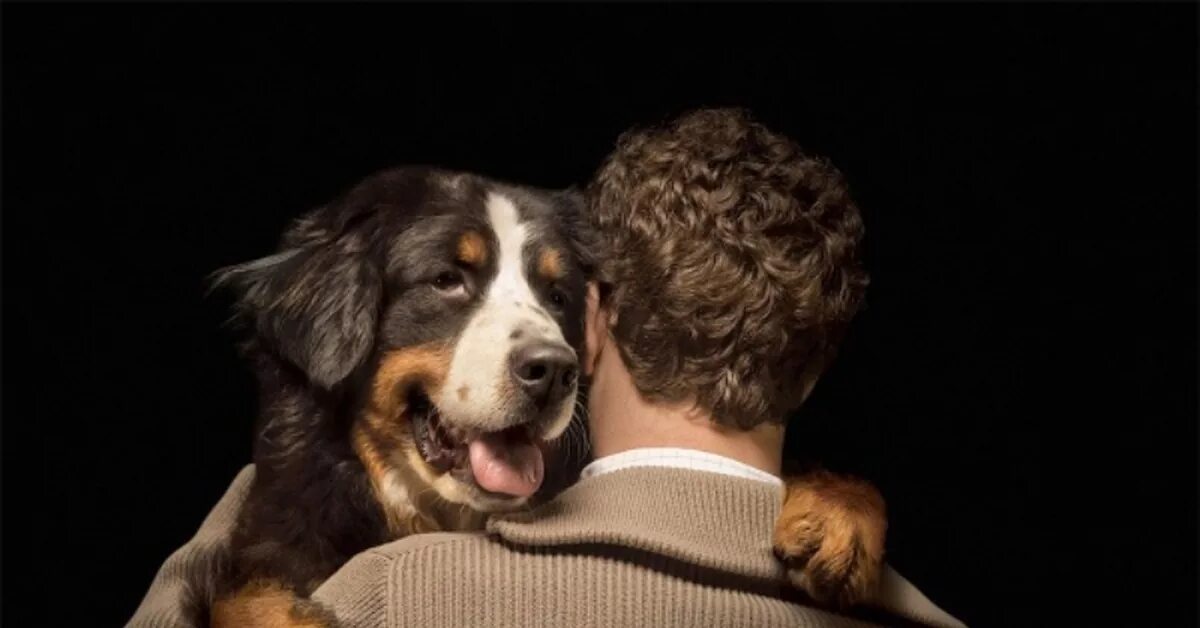 Собака друг человека. Собака друг человека картинки. Животные любят людей. Собаки любовь.