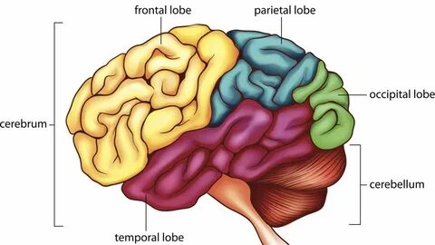 Human Brain Anatomy, Anatomy And... 