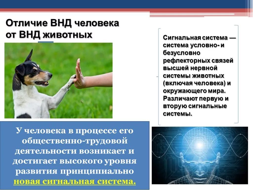 Высшая нервная деятельность животных. ВНД человека и животных отличие. Отличия высшей нервной деятельности человека и животных. ВНД человек от ВНД ЖИВОТНЛГ.