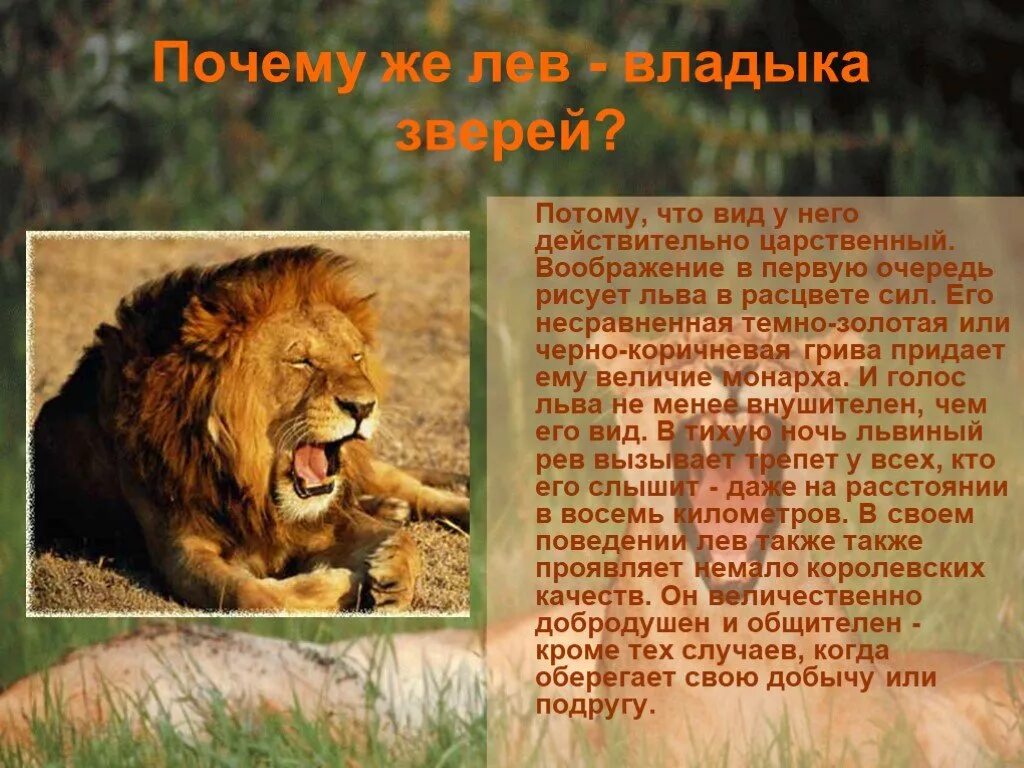 Опишите льва какой он. Описание Льва. Доклад про Львов. Лев описание животного. Рассказ про Льва.