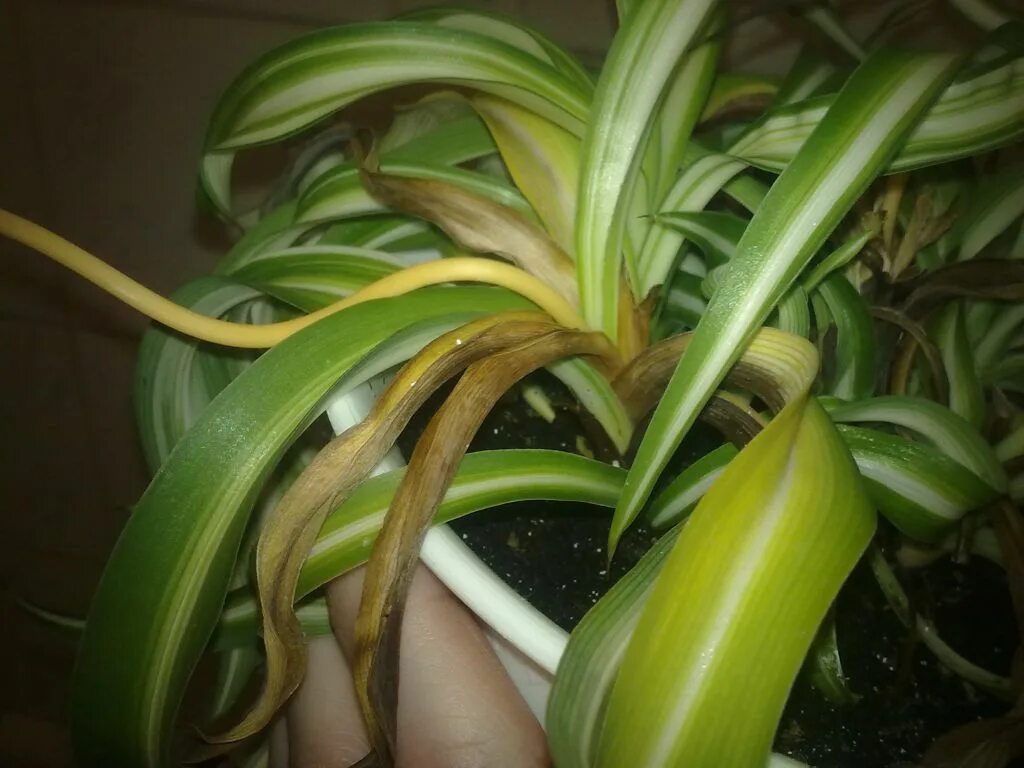 Бурая пятнистость хлорофитум. Хлорофитум сохнут кончики. Хлорофитум почему чернеют кончики листьев. Хлорофитум оранж чернеют листья. Хлорофитум бонни грин.