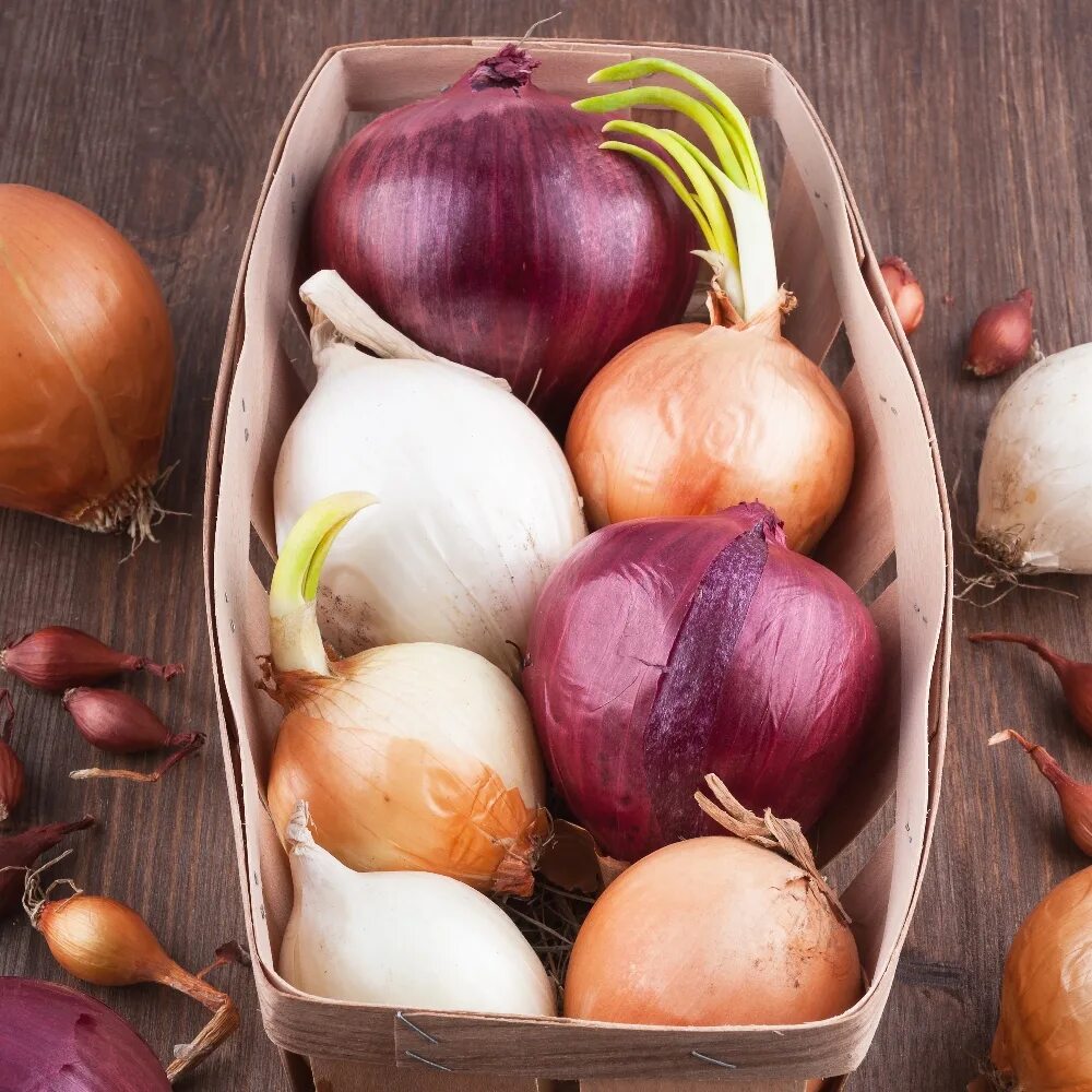 Mixed onion. Лук Allium Cepa. Лук репчатый. Разноцветный лук. Лук смесь.