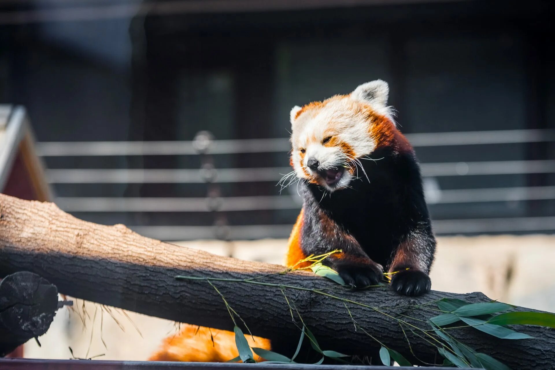 Панда красная ул 115 фото Amazing #redpanda @sandiegozoo Baby animals, Red panda cute, Red panda