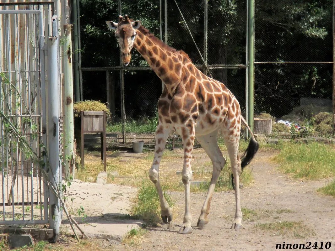 жираф в ростовском зоопарке. ростов зоопарк жираф. жираф в ростовском зоопарке. зоопарк г ростов на дону. жираф ротшильда ростовский зоопарк.