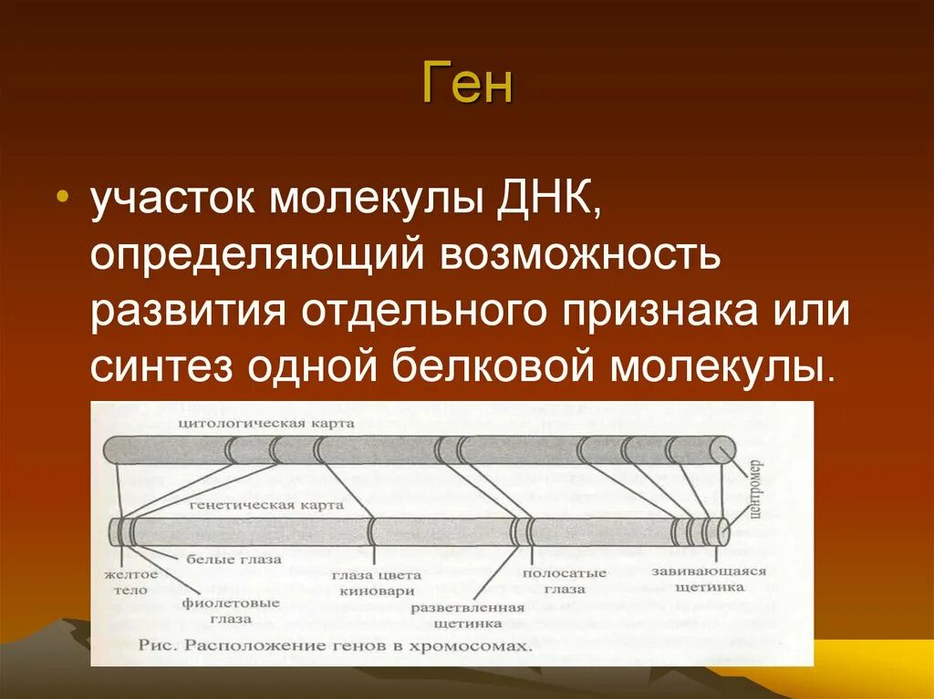 Ген это участок молекулы. Ген это участок молекулы ДНК. Гены это в биологии. Ген это в биологии. Ген биология 9 класс