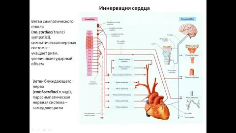 Иннервация сердца
