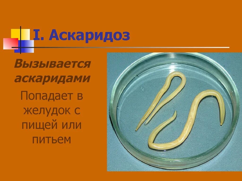 В каком органе обитает взрослая особь аскариды. "Аскарида" человеческая гельминт.