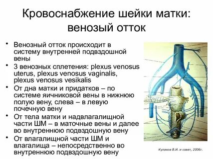 Анатомия шейки