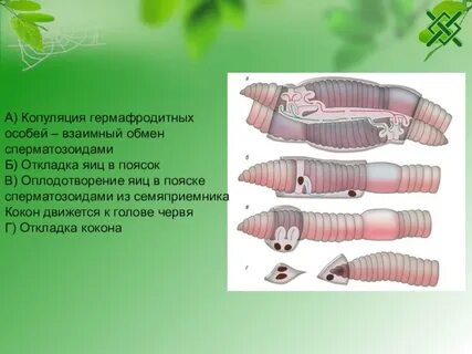 Копуляция примеры