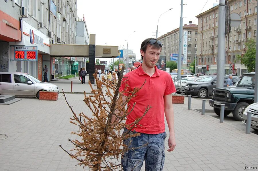 Выкинуть елку. Вынести елку. Выкидывает елку летом. Выкинул елку в мае.