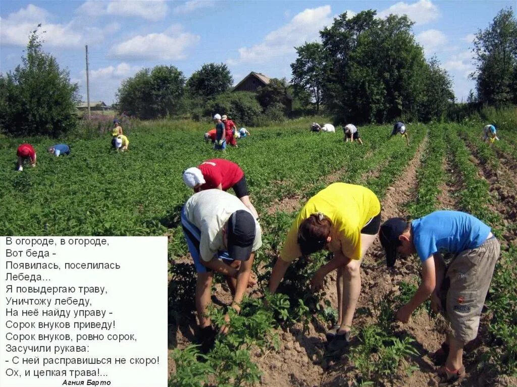 Какую работу выполняют люди профессии садовод. Специальности овощеводов. Овощевод профессия для детского сада. В огороде в огороде вот беда. Профессия Овощевод презентация.