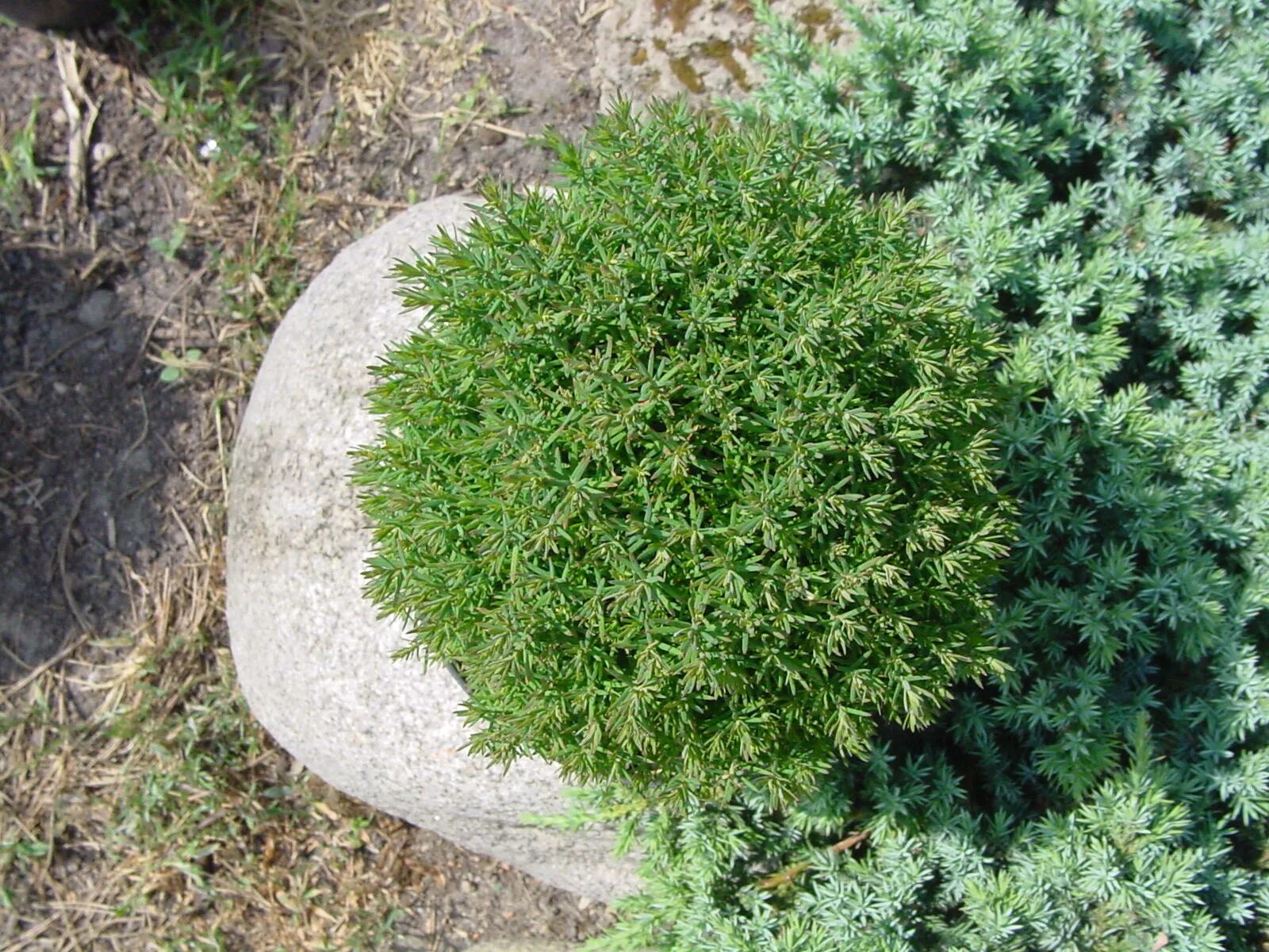 Туя западная малониана. Туя западная мики. Туя западная - thuja occidentalis 'teddy'. Туя западная вересковидная. Туя теди.