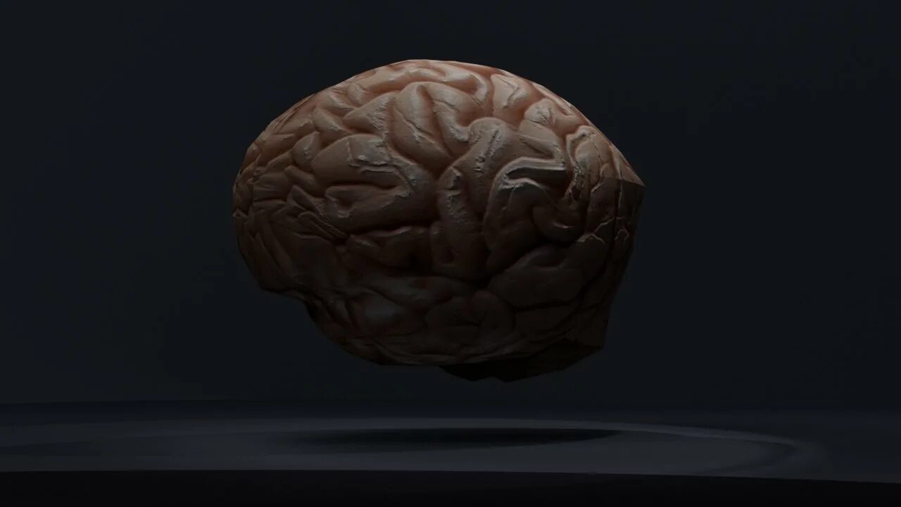 7 3 brain. Brain 3d model Envanto. Муляж мозга.