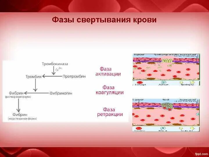 Образование тромба попадание факторов свертывания в плазме