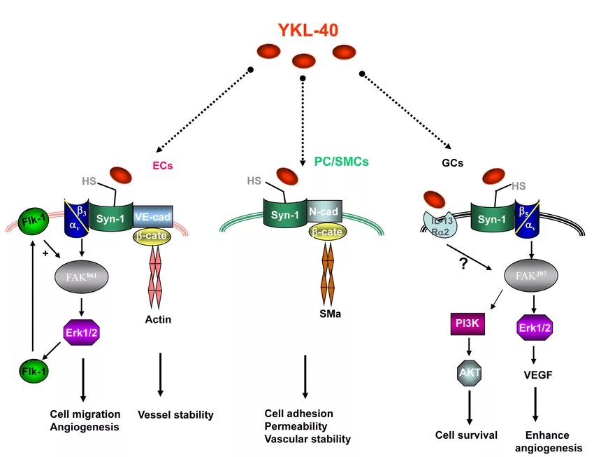 Онкотаргет. Рецепторы VEGF. Анти VEGF это расшифровка. YKL. BCLC B heterogeneity.
