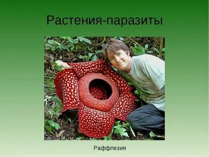 Раффлезия это паразит