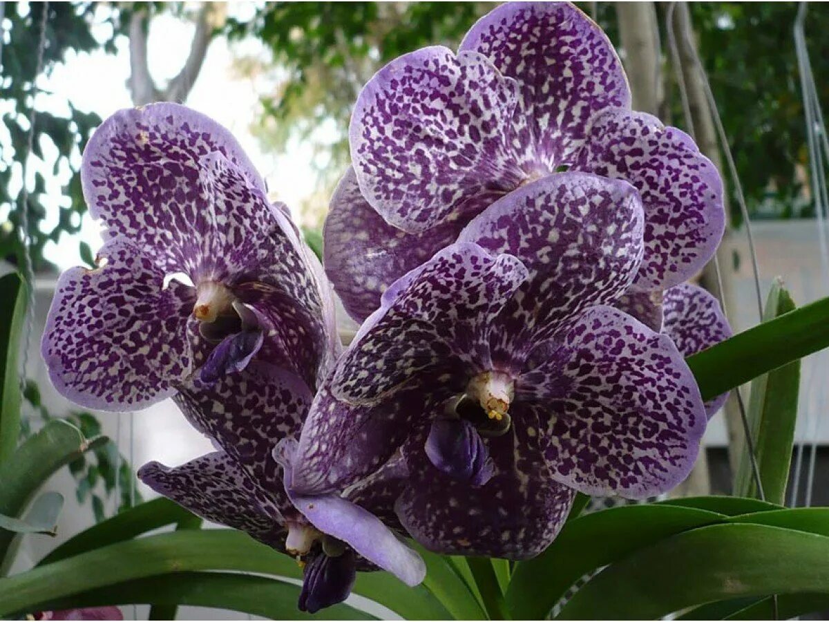 Какие сорта орхидеи. Фаленопсис Andorra.