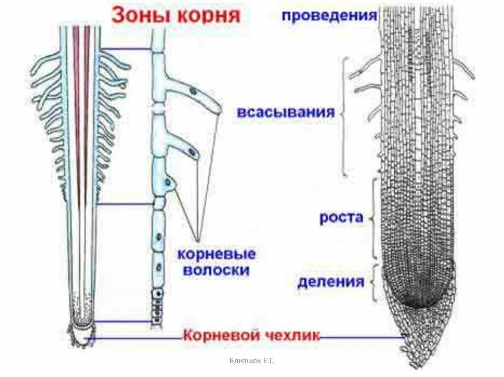 Клетка корневого волоска. Зоны корня биология. Строение корневого волоска. Строение корня в зоне всасывания.