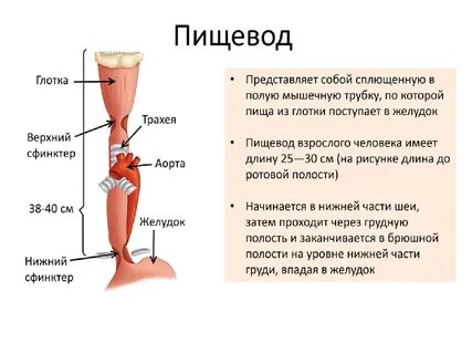 Пищевод функции