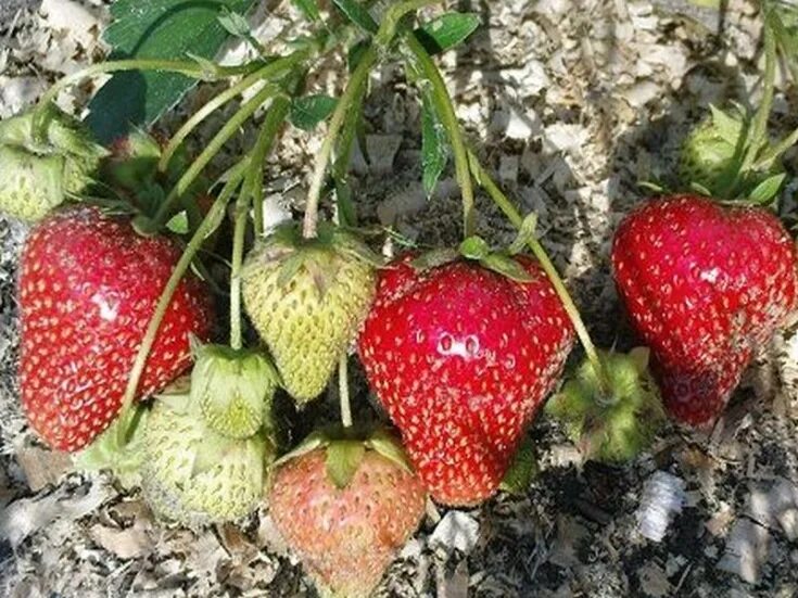 Лучшие сорта клубники для урала. Брайтон сорт клубники. Земляника Садовая / Брайтон (ремонтантная). Клубника ремонтантная Брайтон.