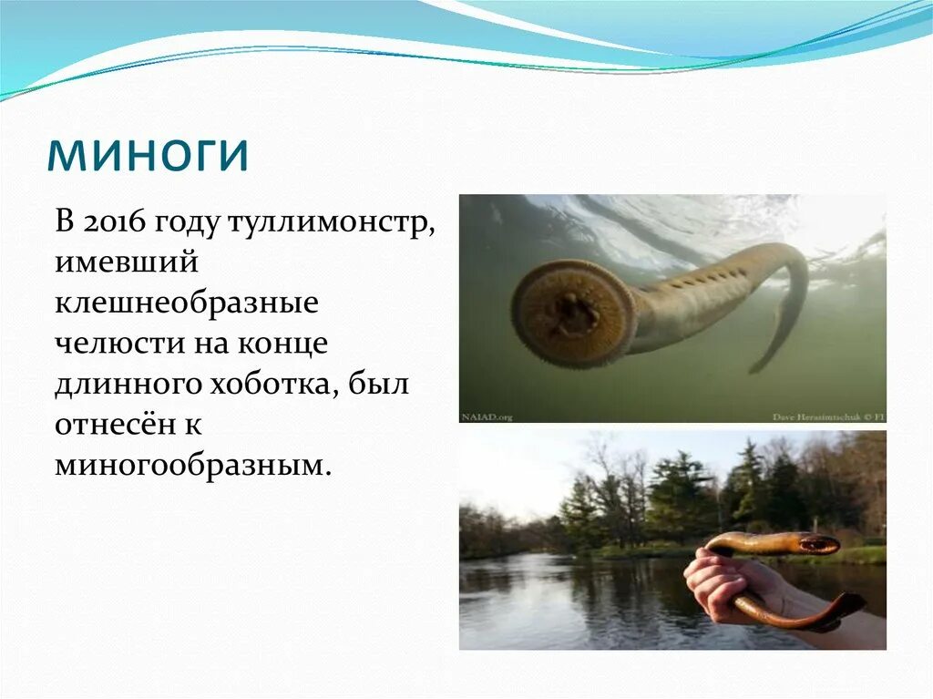 Сообщение о личинках миног. Миноги. цикл развития миноги. жизненный цикл миноги.