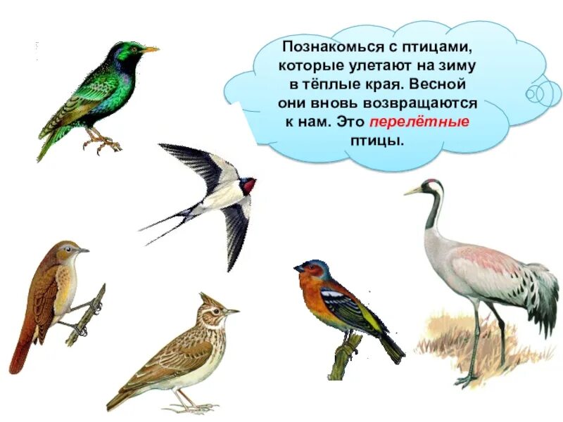 Перелетные птицы 1 класс окружающий мир школа России. Птицы которые улетают в теплые края. Птицы которые улетают зимой в теплые края. Птицы которые улетают на Юг.