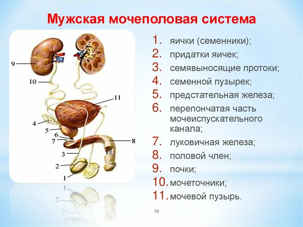 Половые органы строение функции. Мочевая система человека схема. Верхние отделы мочеполовой системы. Строение мужской мочеполовой системы анатомия женщина.