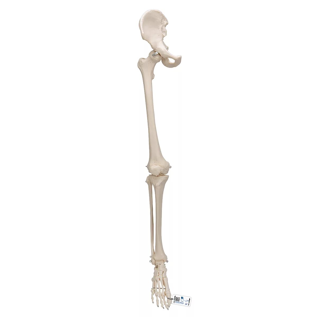 Модель скелета Stan на 5-Рожковой. Скелет ноги. Кости ноги. Стопа скелет модель.