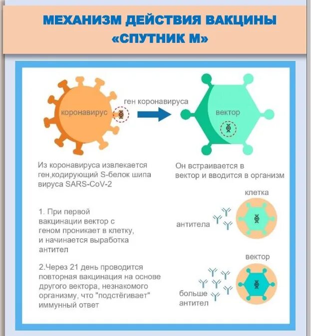 Механизм действия вакцин. Вакцинация от коронавируса памятка. Вакцинация детей от коронавируса. Вакцинация механизм действия.