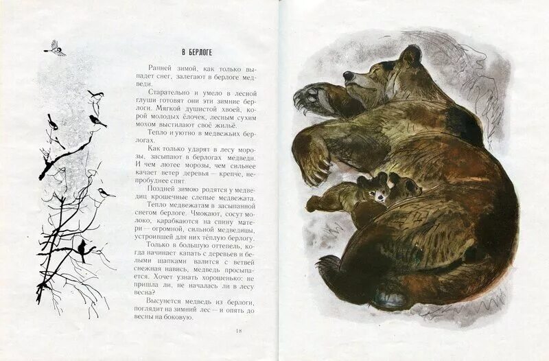 В берлоге функциональная грамотность. Иван соколов микитов в берлоге. соколов микитов медвежья семья. соколов микитов в берлоге. в берлоге рассказ соколова микитова.