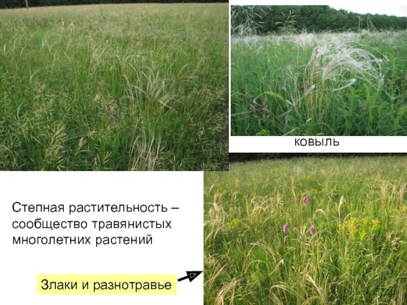 Это царство ковылей внешний облик растительности своеобразен