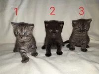 Как меняется окрас котят. Как меняется окрас у британского котенка. как меняется окрас котенка с возрастом. как меняется цвет у котенка британца. как меняются глаза у британских котят.