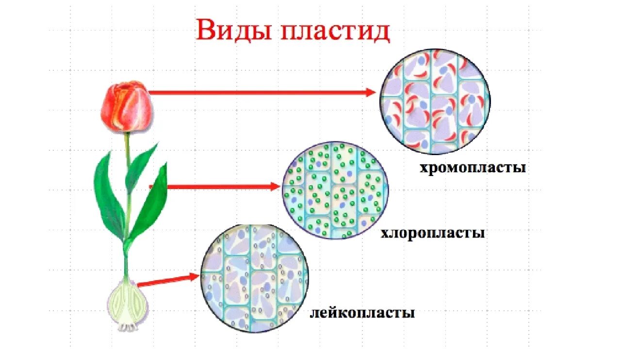 Пластиды растительной клетки 5 класс