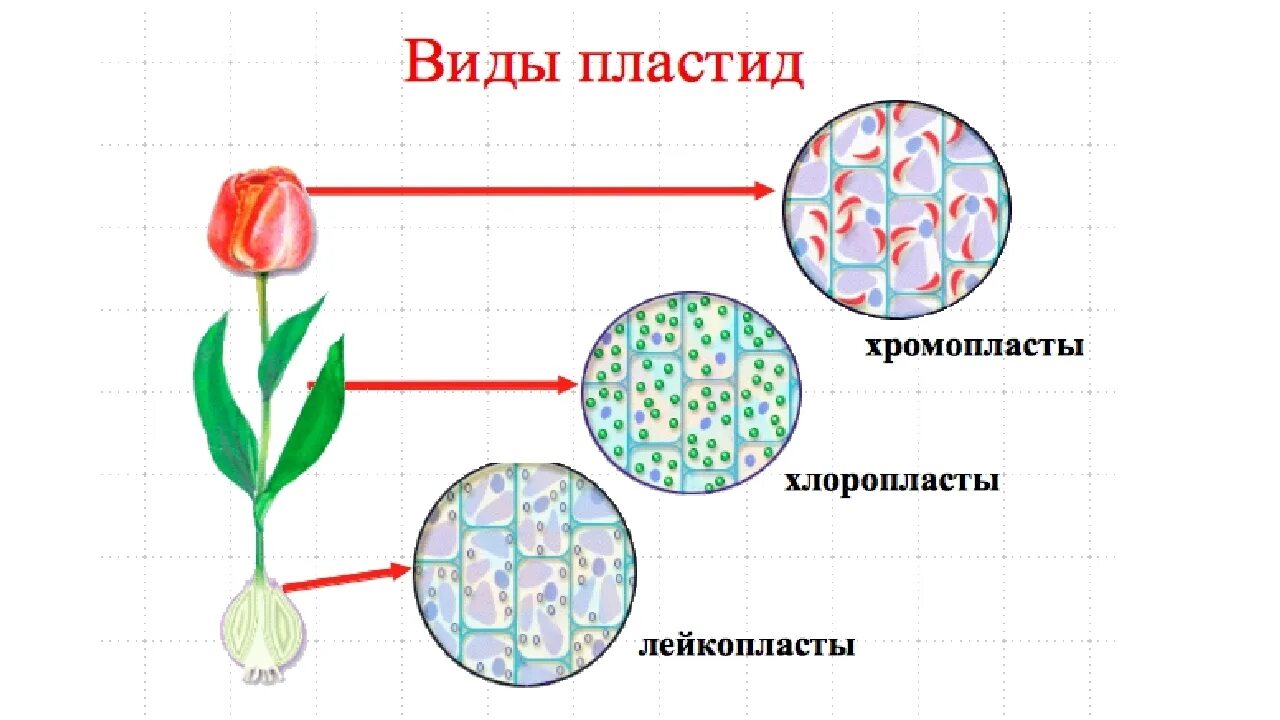 Пластиды хлоропласт хромопласт лейкопласт. Схема пластиды хлоропласты лейкопласты хромопласты. Пластиды хромопласты строение. Пластиды растений биология 5 класс. Пластидs клетки рисунок.