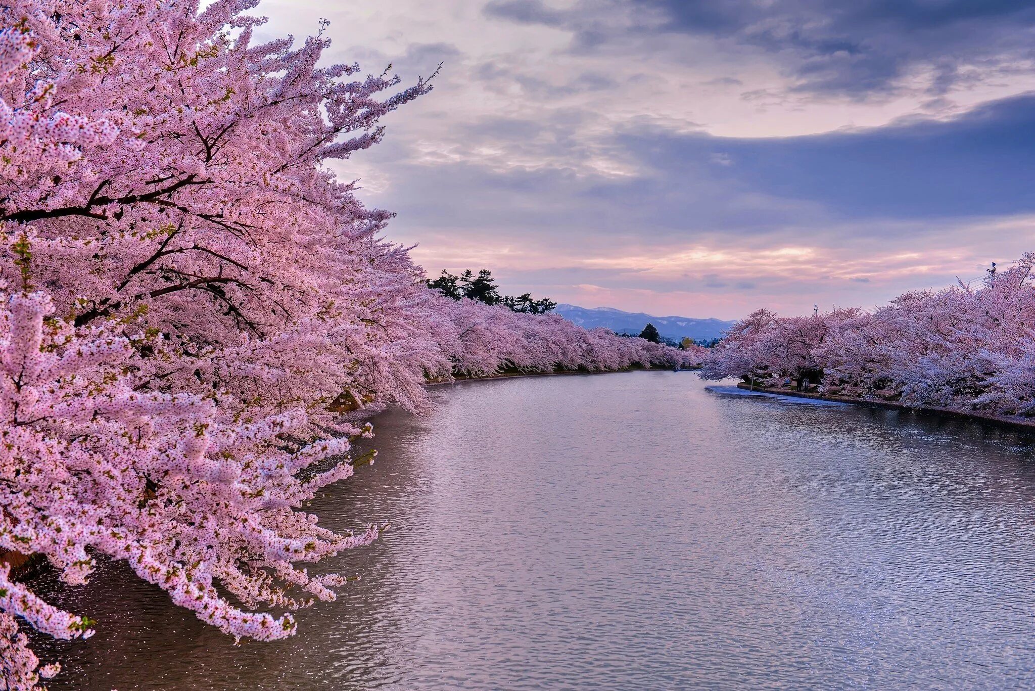 Cherry blossom отзывы. Черри блоссом. Япония гора Фудзияма и Сакура. Сакура черри блоссом. Сакура дерево цветение.