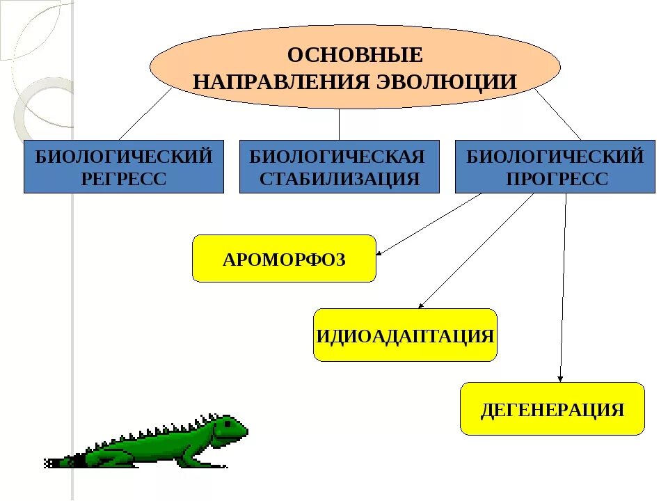 Пути эволюционных изменений. Направления эволюции биология 9 класс. Основные направления и путь эволюции биология. Основные направления эволюции схема. Схема основные направления эволюции 9 класс биология.