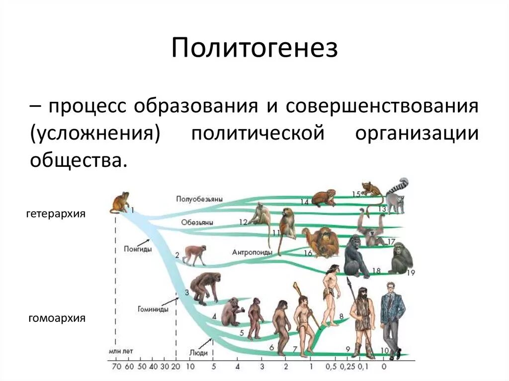 В чем проявляются усложнения организации. Политогенез. Политогенез образование государства. Основные этапы политогенеза. Политогенез и этапы образования государства.