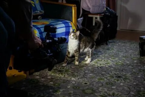 Прислать кошку кошку
