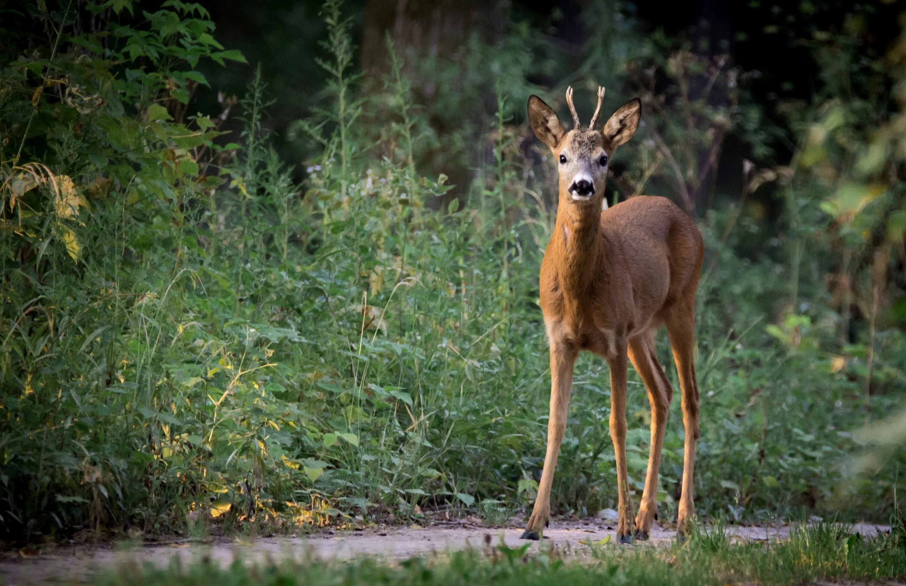 Почему косуля. Европейская косуля (capreolus capreolus). косуля сибирская (capreolus pygargus pall.). европейская косуля заповедник. сибирские косули джергинский заповедник.