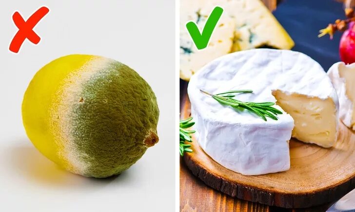 испорченные продукты. плесневые грибы на продуктах. плесневые грибы на фруктах. плесень на продуктах питания. плесень питание.