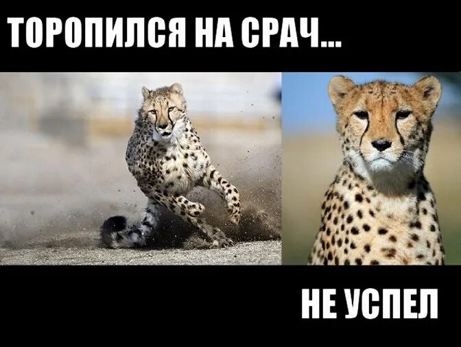 Где срач. Ура срач. срач продолжается. срач мем. обожаю.срач.