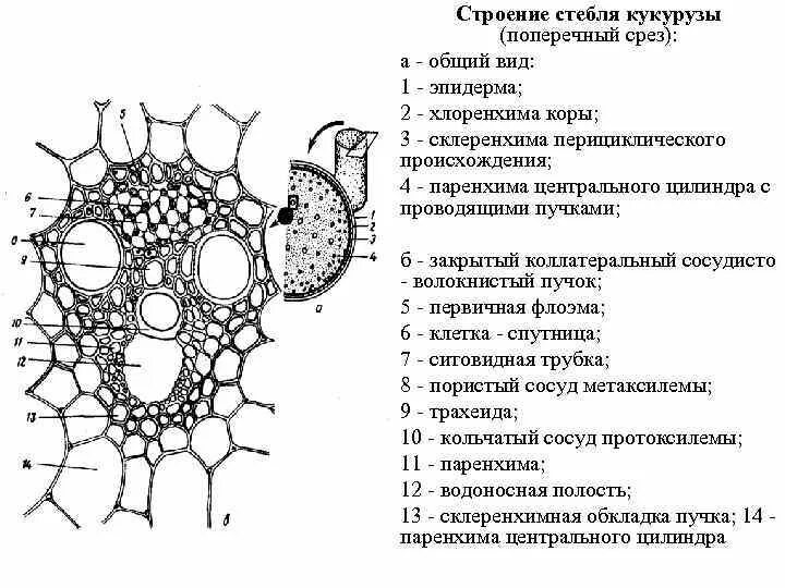 Проводящие пучки в стебле однодольных. Проводящие пучки в стебле однодольных