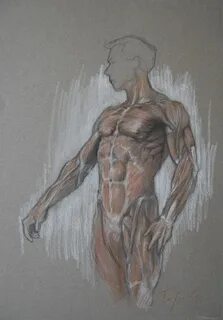 Anatomy for artists
