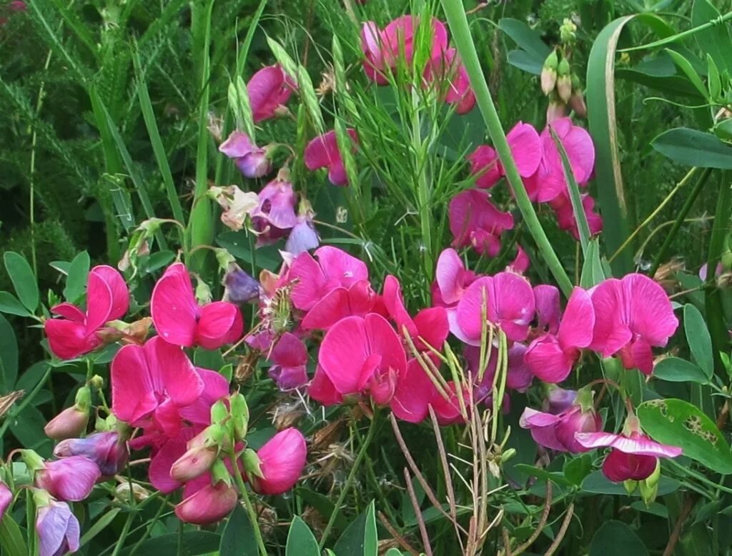 Сибирь чина. Чина (Lathyrus). Чина клубневая (Lathyrus tuberosus l). Чина Болотная Lathyrus palustris. Луговой душистый горошек.